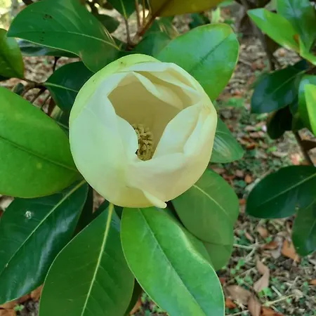 The Ambassador - Traditional Stone House