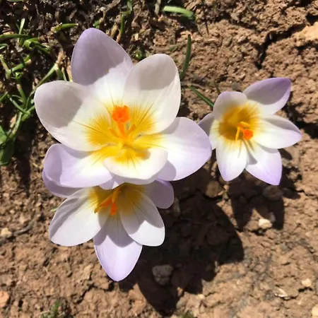 The Ambassador - Traditional Stone House *